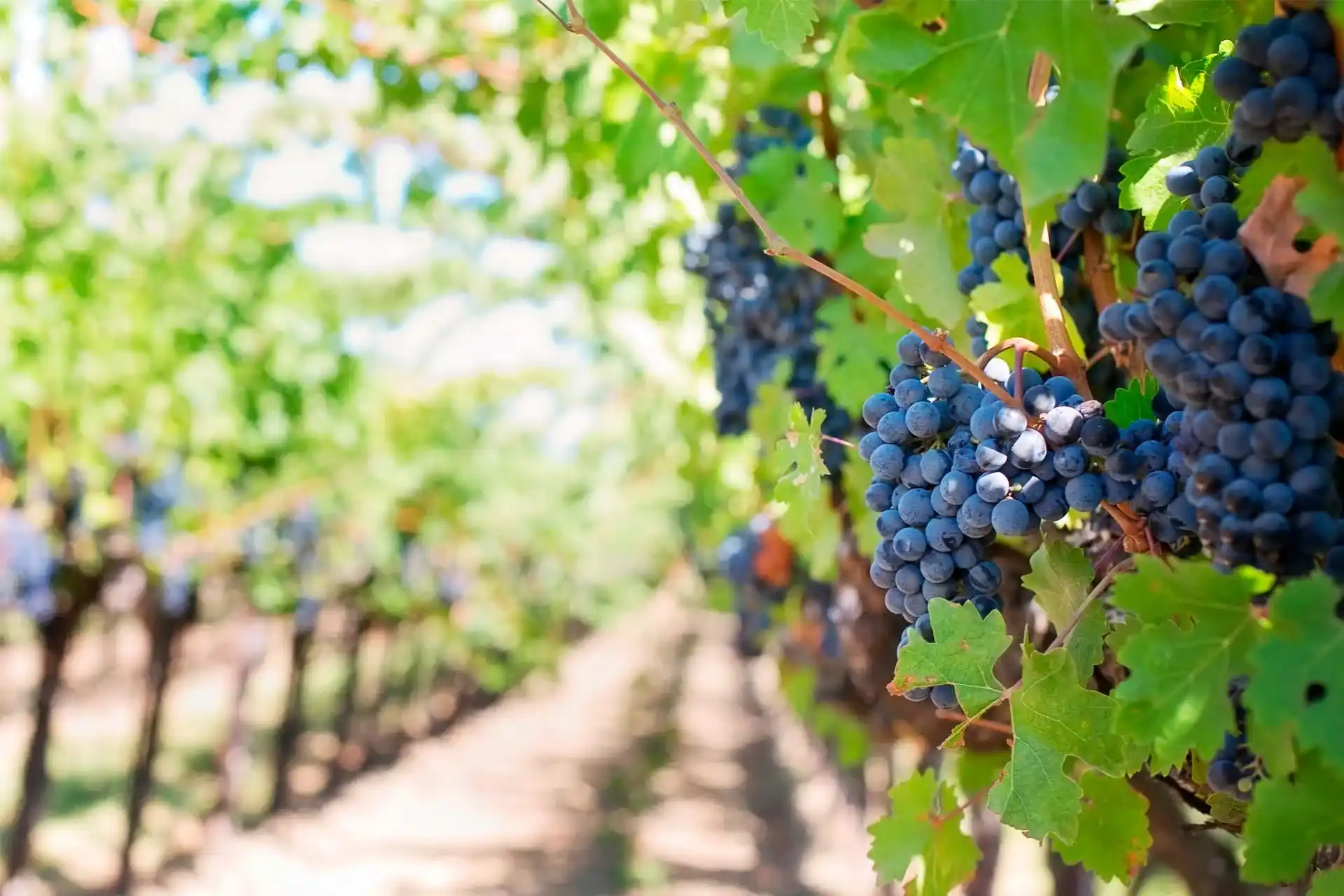 ¿Qué es un vino vegano?